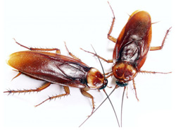 Cockroach Control Tuinplaas