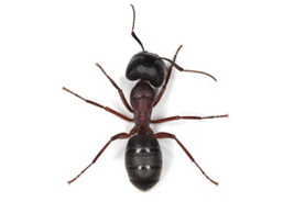 Ant Control Tuinplaas