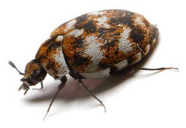 Tuinplaas carpet beetle