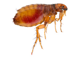 Flea Pest Control Polokwane