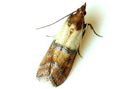 Moth Pest Control Polokwane