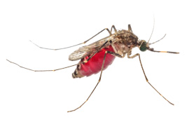 Mosquito Control Tibane
