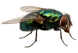 Fly Pest Control Polokwane