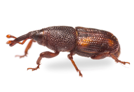 Roedtan weevil beetle