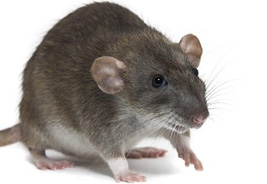 Rodent Control Melkrivier