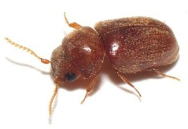 Roedtan beetle pest control