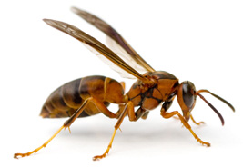 Wasp Removal Steenbokpan