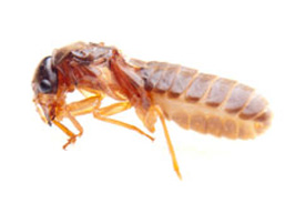 Termites & Wood Destroying Pests Tuinplaas