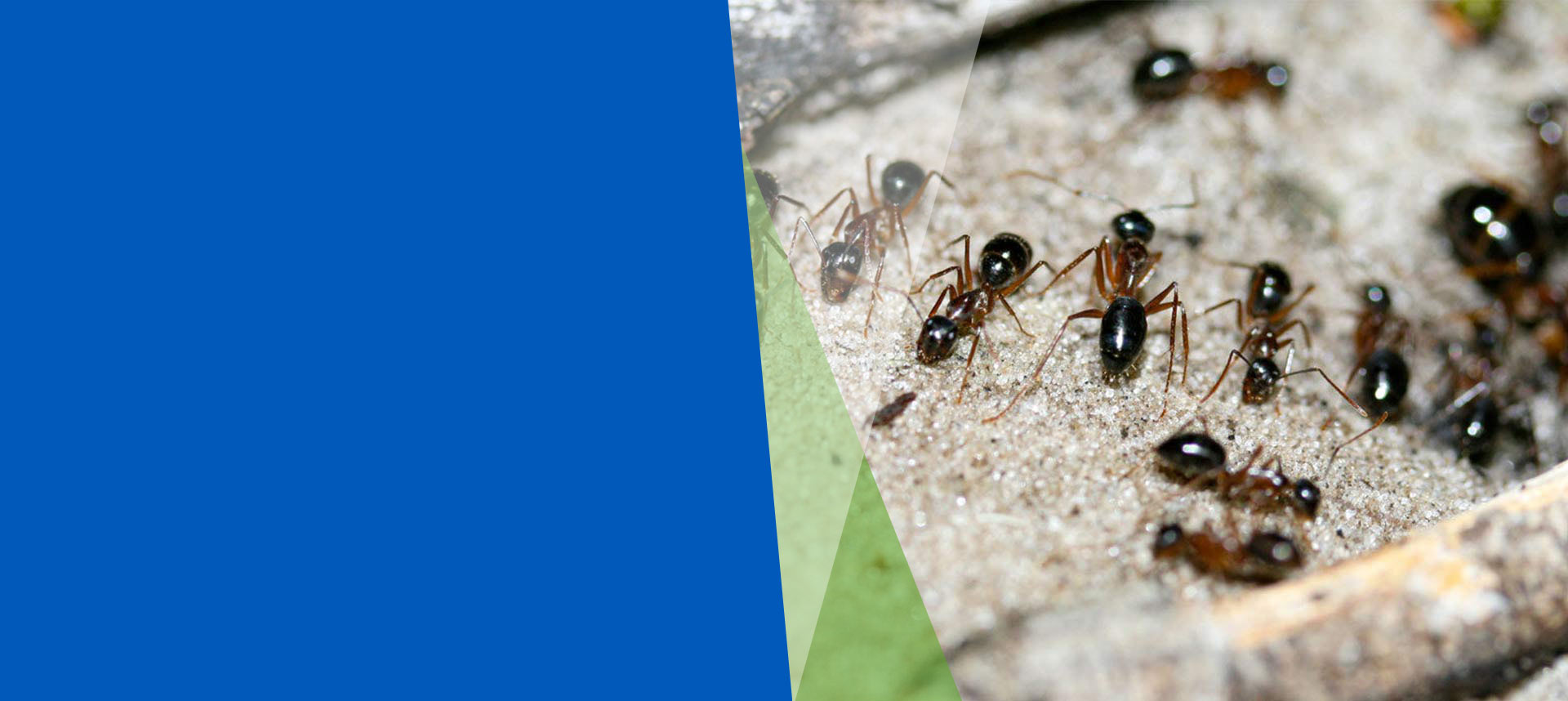 polokwane-pest-ants