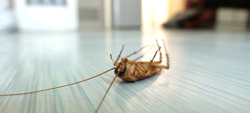cockroach pest control Polokwane