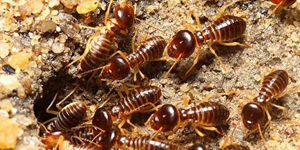 harverster termites treatment