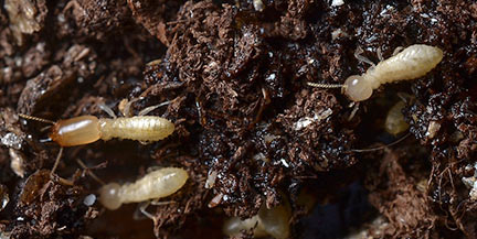 subterranean-termites